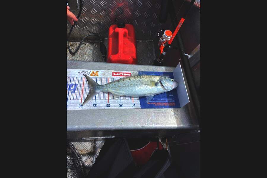 Jarrad Christie caught this 37cm Kahawai at Kawakawa bay during The Export NZ Fishing Competition
