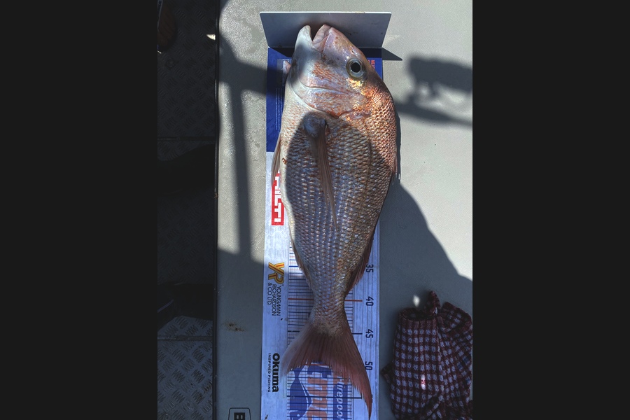 Johnathan Pearce caught this 49.5cm Snapper at Hauraki gulf during The Export NZ Fishing Competition
