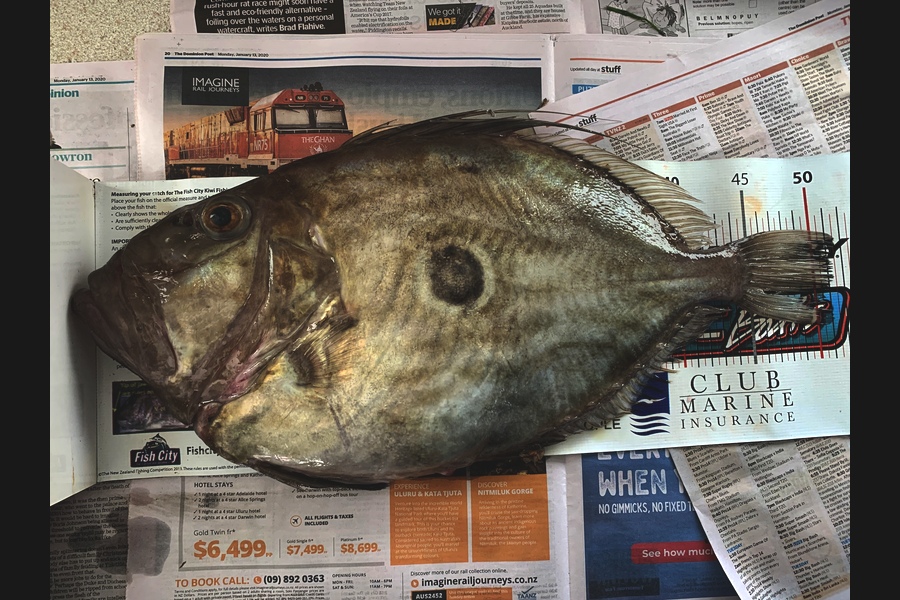 Kyle Smith caught this 50.5cm John Dory at Kapiti during The Export NZ Fishing Competition