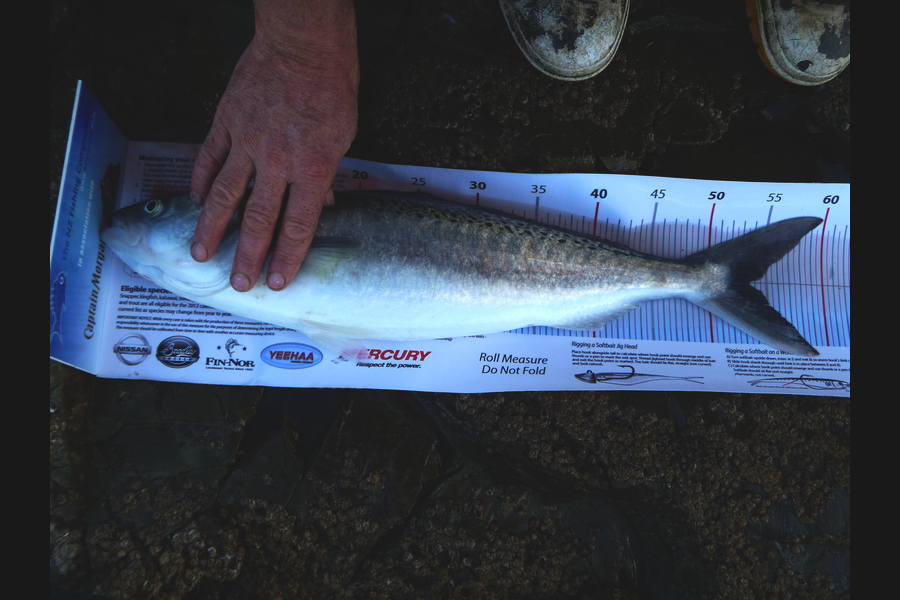 Owen Wills caught this 53.5cm Kahawai at coromandel during The Export NZ Fishing Competition