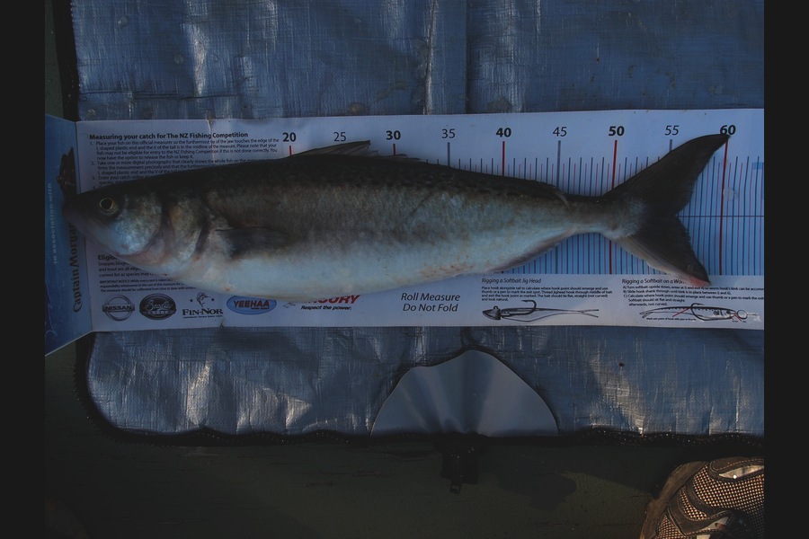 Barry Williams caught this 55.5cm Kahawai at Muriwai during The Export NZ Fishing Competition