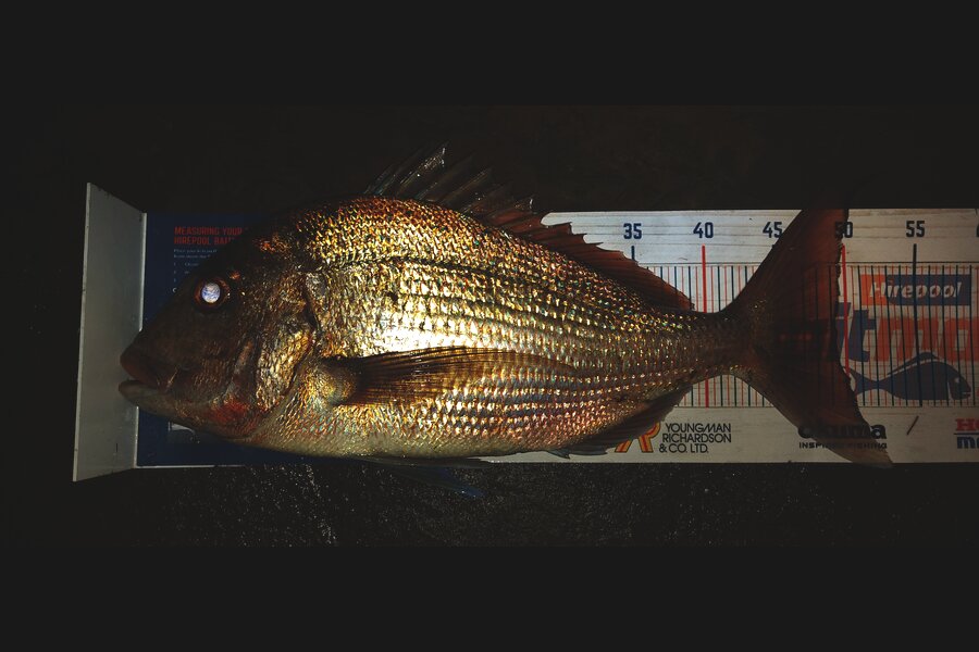 Troy Rae-Royle caught this 49.5cm Snapper at Whangaparaoa  during The Export NZ Fishing Competition