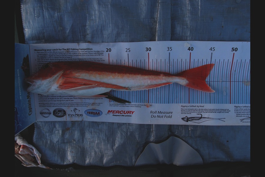 Barry Williams caught this 43.5cm Gurnard at Muriwai during The Export NZ Fishing Competition