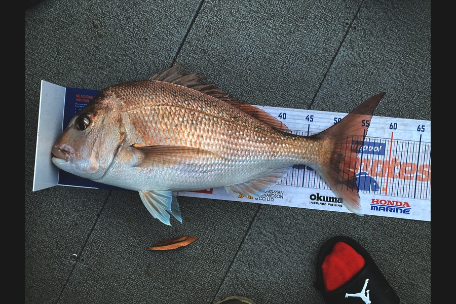 Riley Vette Blomquist caught this 54cm Snapper at Whangarei  during The Export NZ Fishing Competition