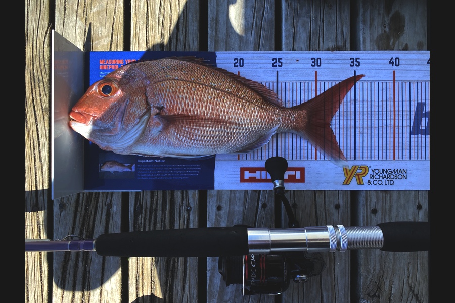 Ian Pedersen caught this 31.5cm Snapper at Coromandel  during The Export NZ Fishing Competition