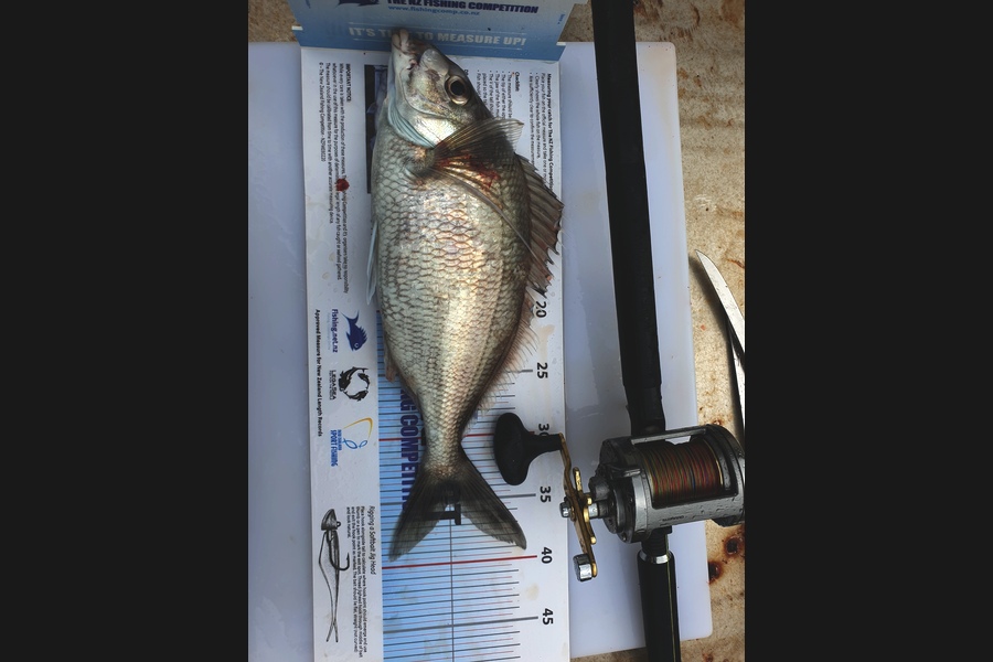 Robert Falconer caught this 35cm Tarakihi at New PLymouth during The Export NZ Fishing Competition
