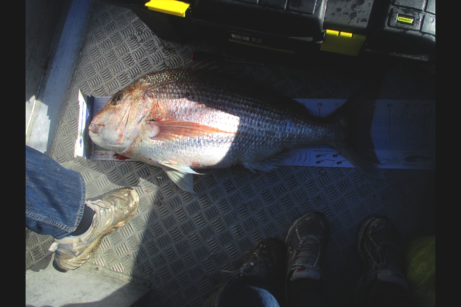 Stuart Mcpherson  caught this 84.5cm Snapper at Tasman bay during The Export NZ Fishing Competition