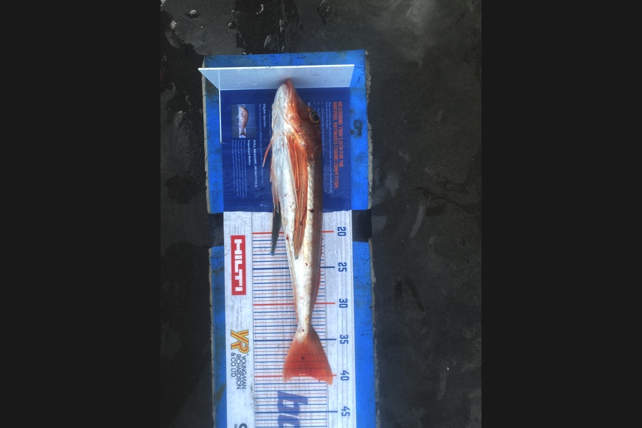 Corey Proffit caught this 39.5cm Gurnard at Waitotara  during The Export NZ Fishing Competition