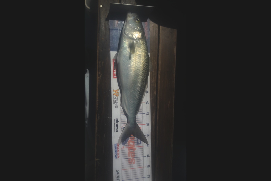 Scott Holdem caught this 54cm Kahawai at Coromandel  during The Export NZ Fishing Competition