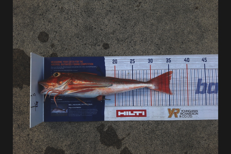 Mike Stainthorpe caught this 35.0cm Gurnard at Whakatane during The Export NZ Fishing Competition