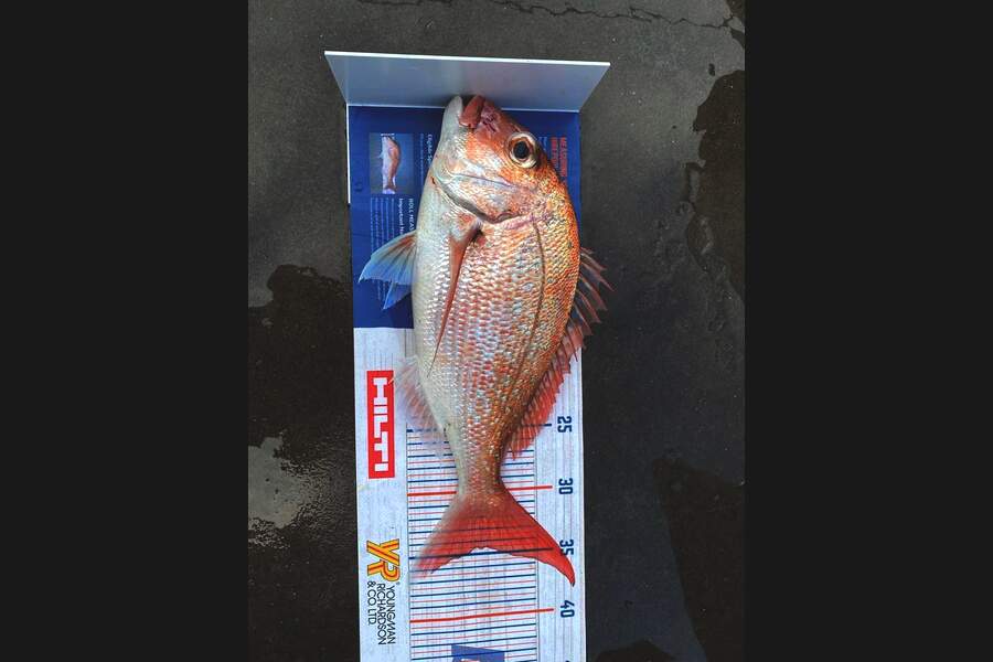 Rob Webster caught this 34.5cm Snapper at Ineer gulf during The Export NZ Fishing Competition