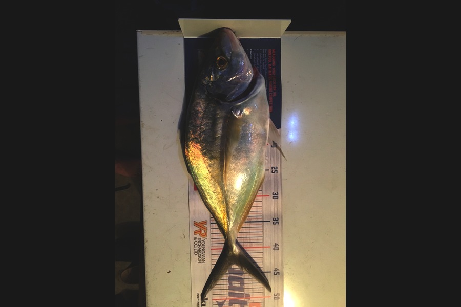 Todd Warmington  caught this 43cm Trevally at Glinks gully during The Export NZ Fishing Competition