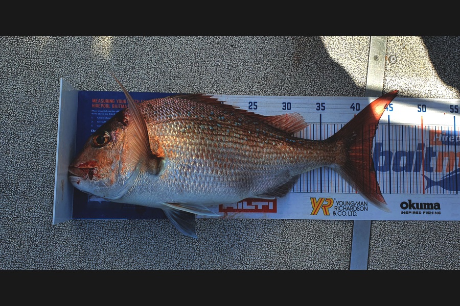 Kristian Borgolte caught this 42cm Snapper at Moks during The Export NZ Fishing Competition
