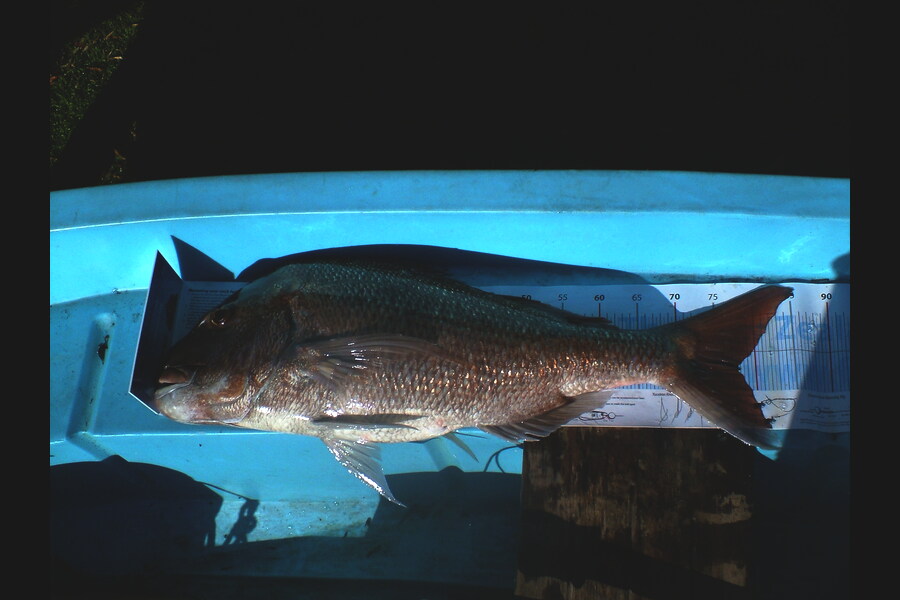 Pete Jones caught this 77.5cm Snapper at Bay of Islands during The Export NZ Fishing Competition