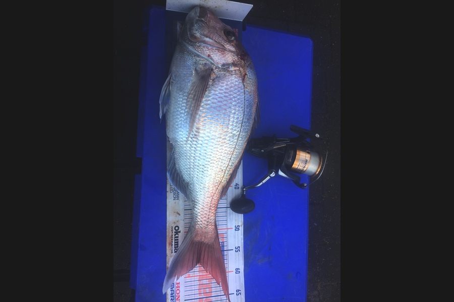 Graeme Duncan caught this 57.5cm Snapper at BOP during The Export NZ Fishing Competition