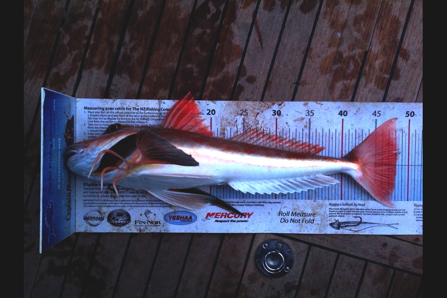 Matt Duggan caught this 48.0cm Gurnard at Marlborough Sounds during The Export NZ Fishing Competition