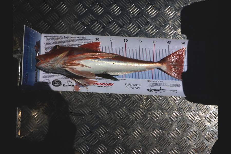 Richard Davies caught this 50.50cm Gurnard at welly west during The Export NZ Fishing Competition