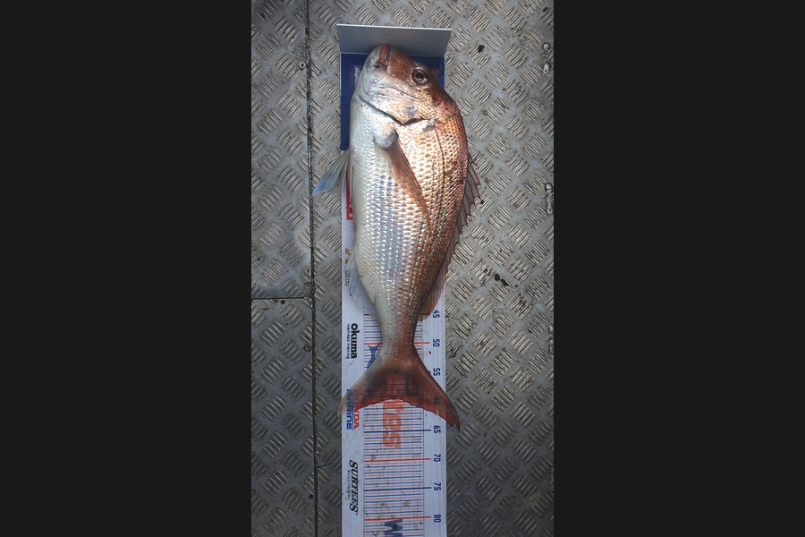 Gavin White caught this 59.5cm Snapper at Mana during The Export NZ Fishing Competition
