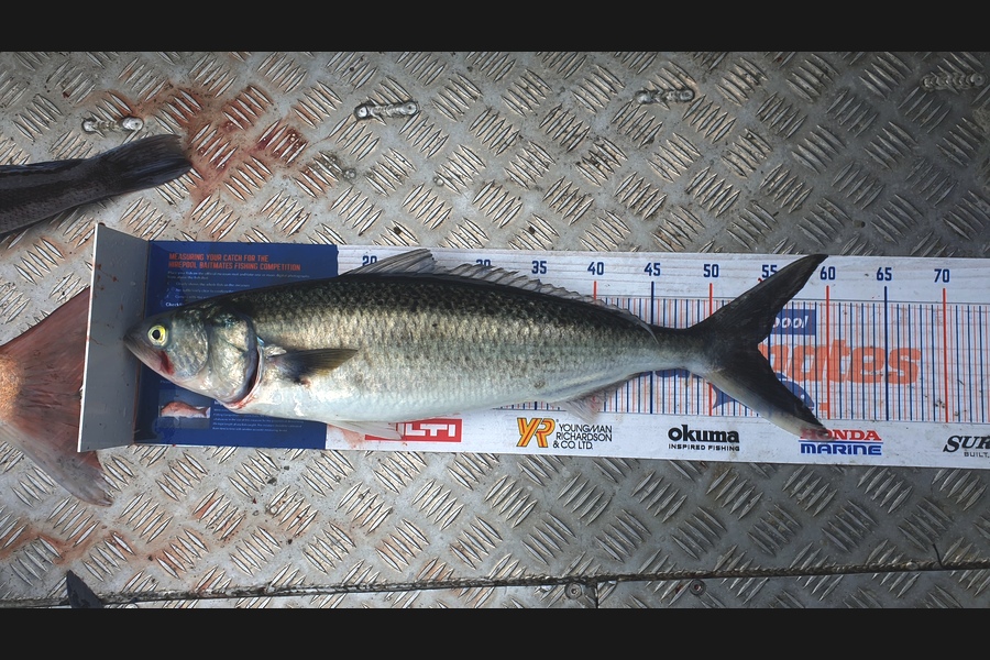 Gavin White caught this 54cm Kahawai at Mana during The Export NZ Fishing Competition