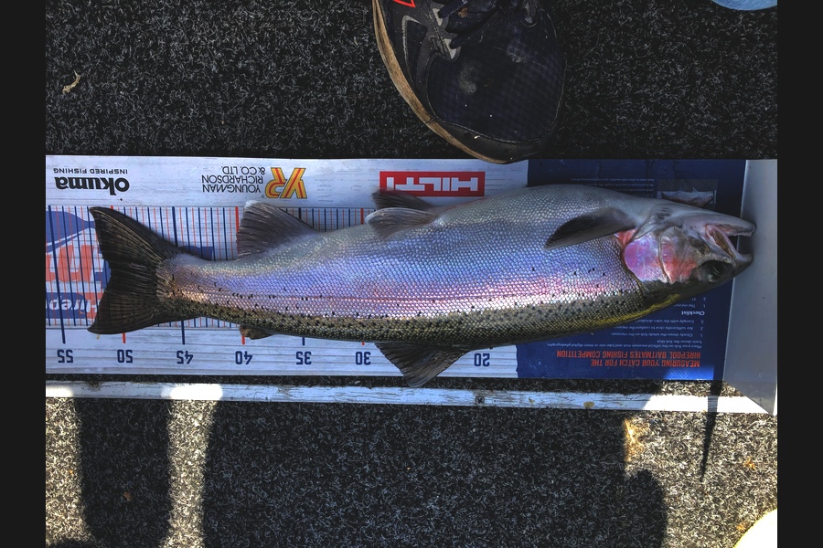 Dave Pope caught this 50.5cm Trout at Lake taupo during The Export NZ Fishing Competition