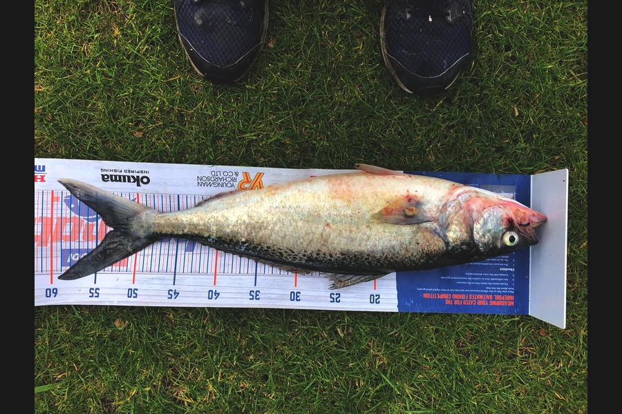 Dave Pope caught this 53cm Kahawai at Wanganui during The Export NZ Fishing Competition