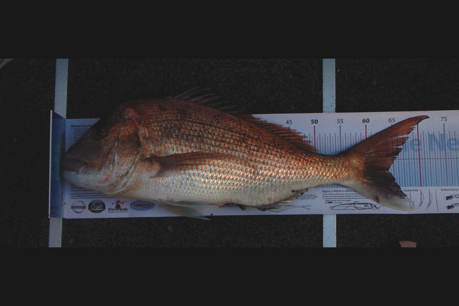 Melissa Randall caught this 64.0cm Snapper at Russell during The Export NZ Fishing Competition