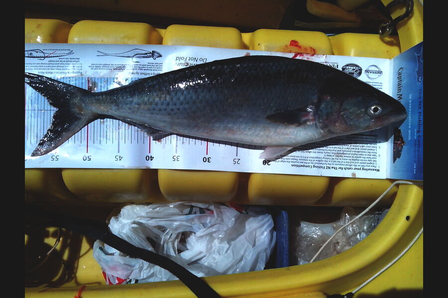 Jeff Holden caught this 54.0cm Kahawai at Cable Bay Nelson during The Export NZ Fishing Competition