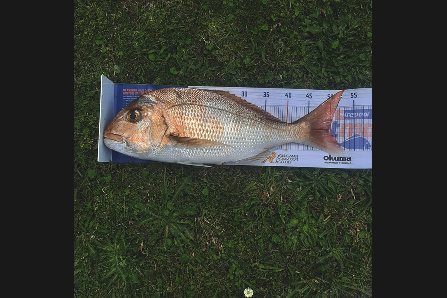 Kane Williamson caught this 49.5cm Snapper at coromanel during The Export NZ Fishing Competition