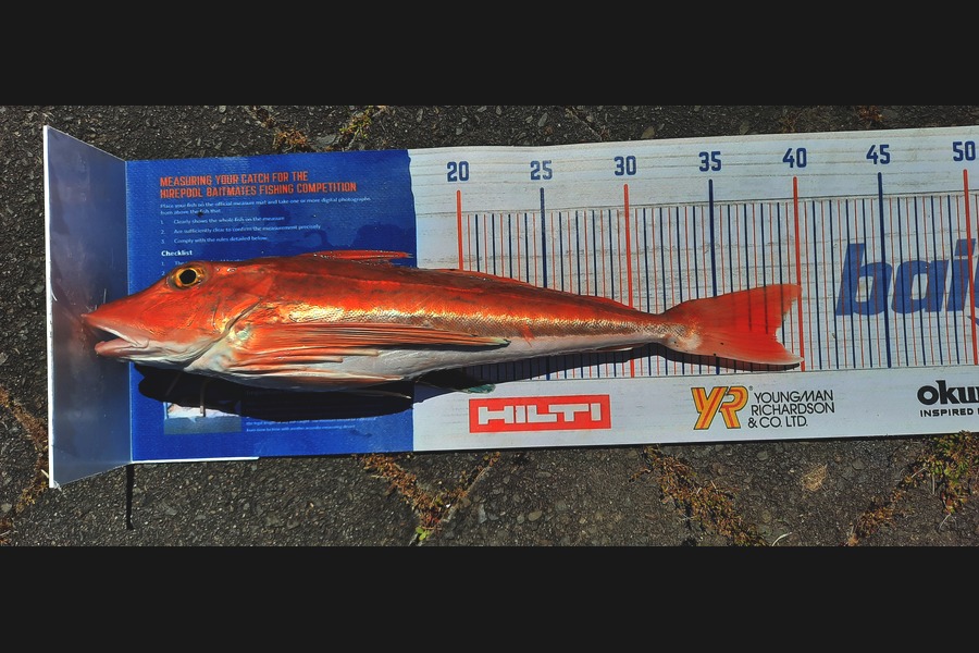 Mike Rivers caught this 38.5cm Gurnard at Whakatane during The Export NZ Fishing Competition