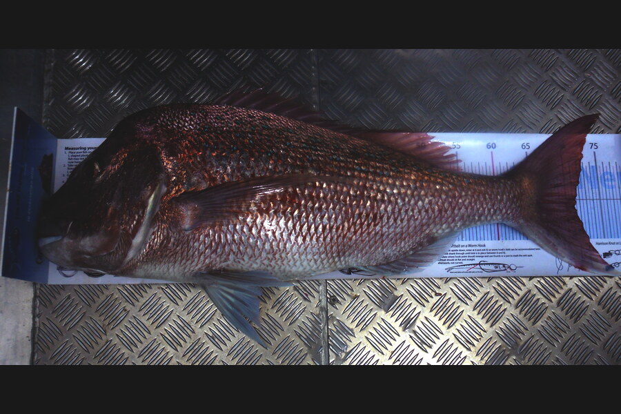 Allan Halvorson caught this 71.5cm Snapper at Uretiti - Bream Bay during The Export NZ Fishing Competition