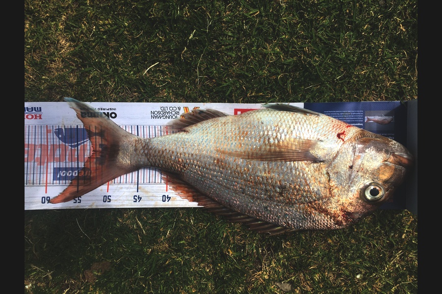 Bailey Cornelder caught this 52.5cm Snapper at Coromandel  during The Export NZ Fishing Competition