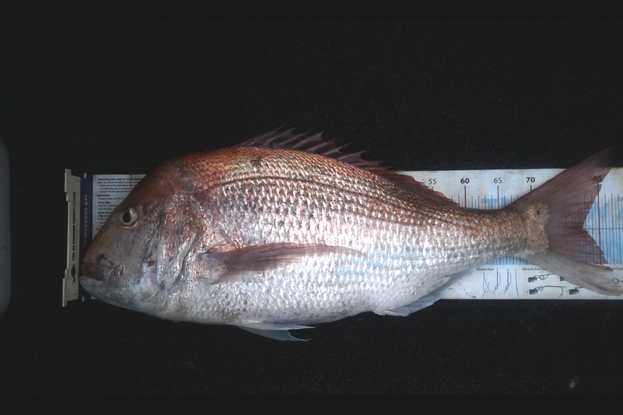 Jimmy Jobe caught this 77.5cm Snapper at Tasman Bay during The Export NZ Fishing Competition