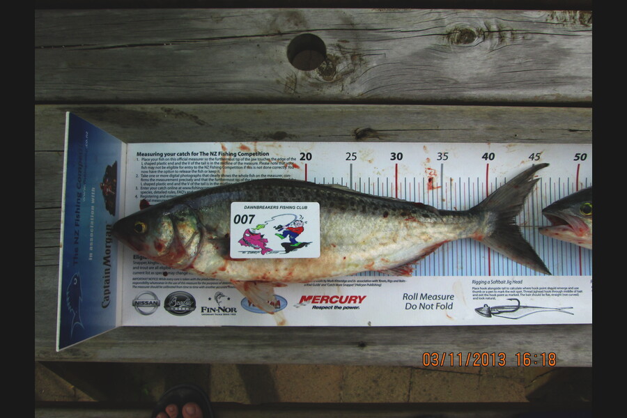 Ian Theobald caught this 43.0cm Kahawai at tasman bay during The Export NZ Fishing Competition