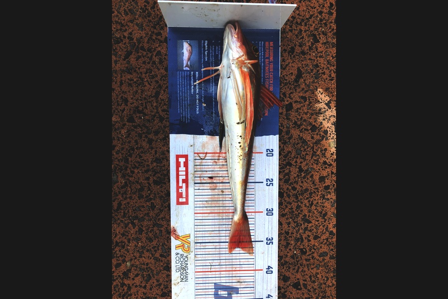 Melissa Mobbs caught this 35.5cm Gurnard at Pauanui  during The Export NZ Fishing Competition