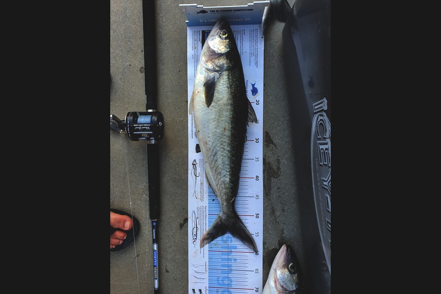 Richard  Ingram  caught this 54.5cm Kahawai at Firth during The Export NZ Fishing Competition