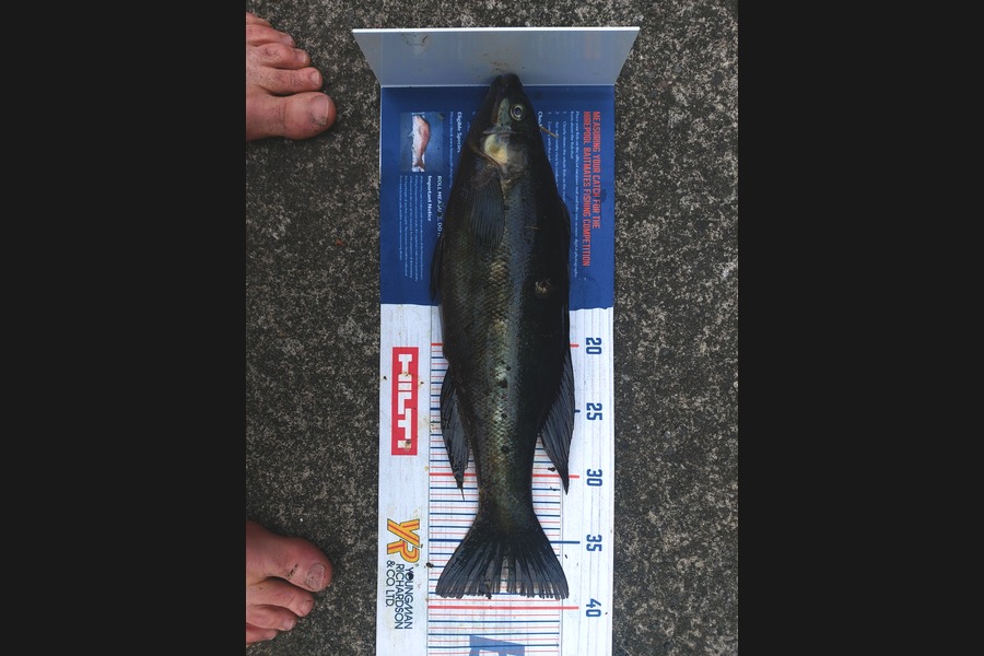 Nathan Jones caught this 39cm Butterfish at New Plymouth  during The Export NZ Fishing Competition