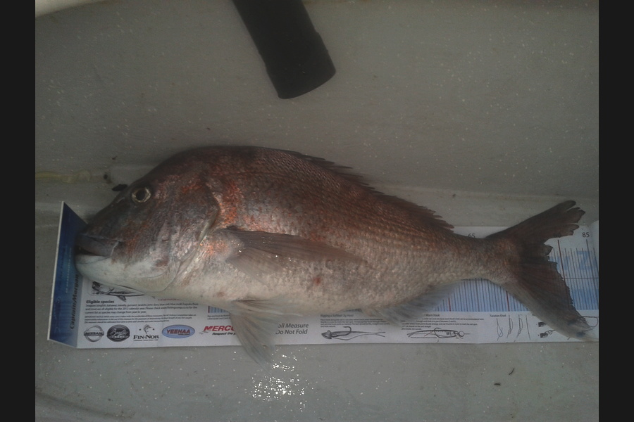 Mike  Johnston caught this 78.0cm Snapper at Mana during The Export NZ Fishing Competition