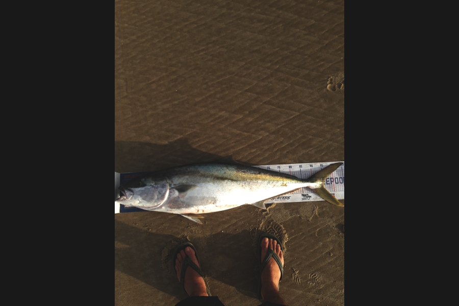 Clinton Emtage caught this 95cm Kingfish at Glinks gully during The Export NZ Fishing Competition