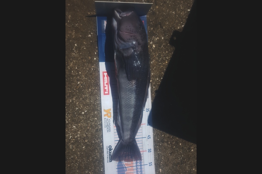 Hayden Walker caught this 53cm Blue Cod at South taranaki  during The Export NZ Fishing Competition