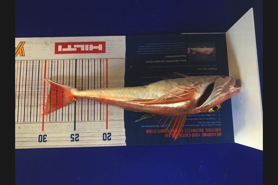 Mark Baucutt caught this 29cm Gurnard at Omaha  during The Export NZ Fishing Competition