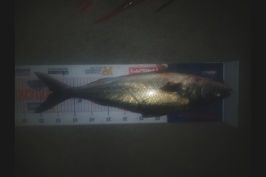 Johnathan Trevathan caught this 51cm Kahawai at Hawkes bay during The Export NZ Fishing Competition
