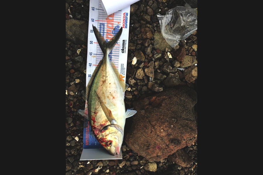 Ben Moran caught this 50.5cm Trevally at Whangarei  during The Export NZ Fishing Competition