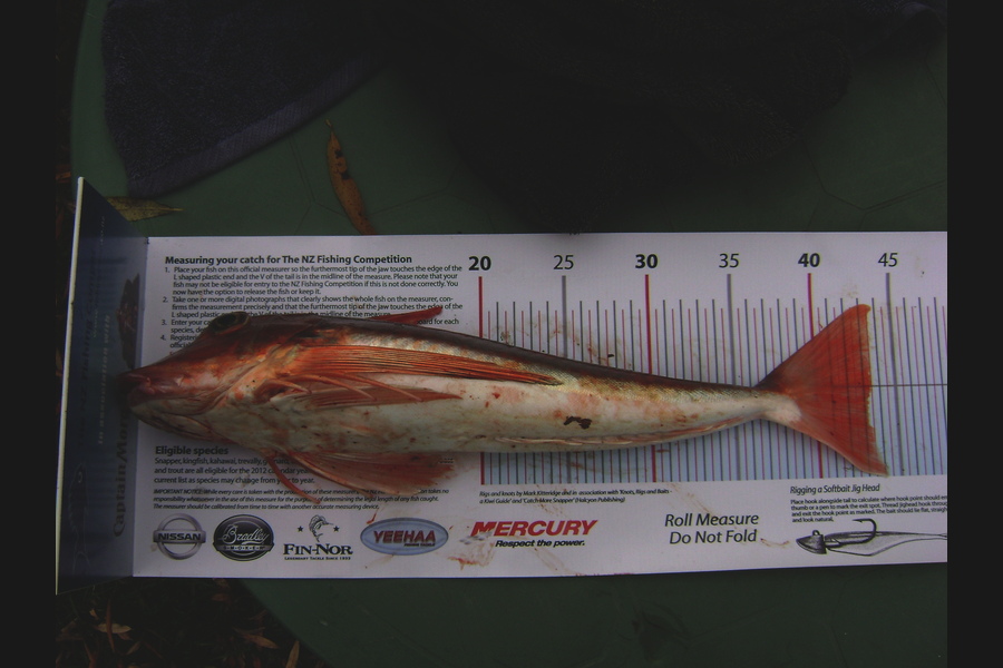 Rob Flannery caught this 43.0cm Gurnard at Kawhia Harbour during The Export NZ Fishing Competition