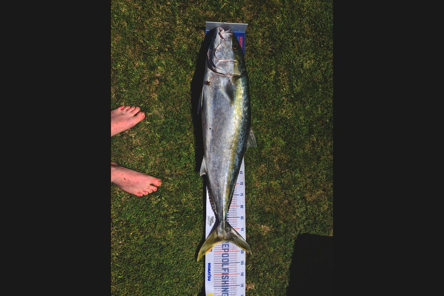 Ricky  Blanken caught this 95.5cm Kingfish at Tairua during The Export NZ Fishing Competition