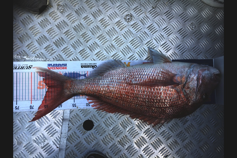 garry ng caught this 64cm Snapper at Anchorite  during The Export NZ Fishing Competition
