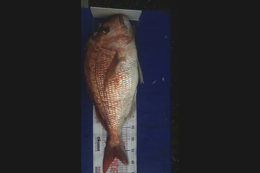 Andrew Jensen caught this 57.5cm Snapper at Auckland during The Export NZ Fishing Competition