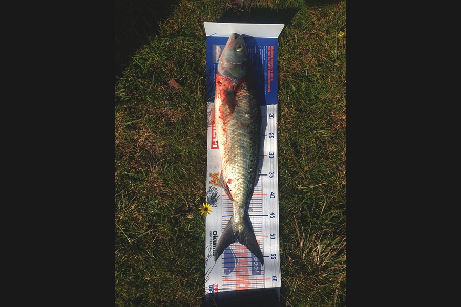 Rodney Niven caught this 50.5cm Kahawai at Wellington  during The Export NZ Fishing Competition
