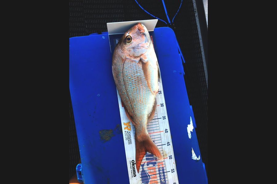 Todd Warmington  caught this 46cm Snapper at Whangarei  during The Export NZ Fishing Competition
