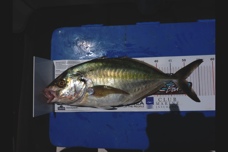 geoff Peake caught this 50.0cm Trevally at Raglan during The Export NZ Fishing Competition