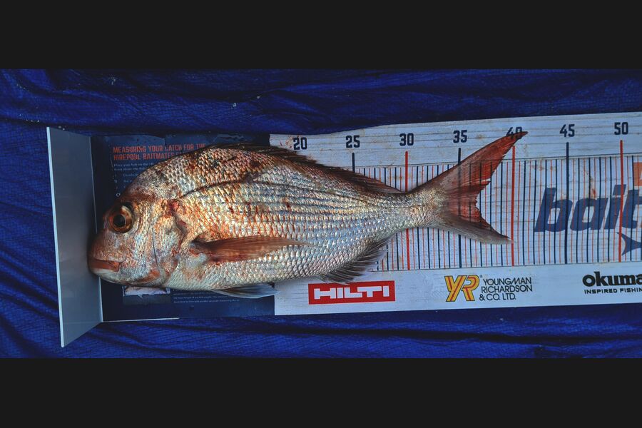 Alton King caught this 36.5cm Snapper at Firth of Thames during The Export NZ Fishing Competition